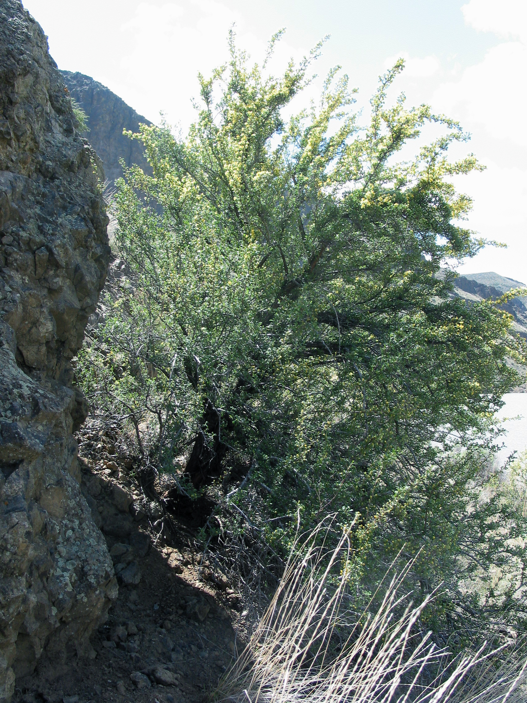 bitterbrush (Purshia tridentata)